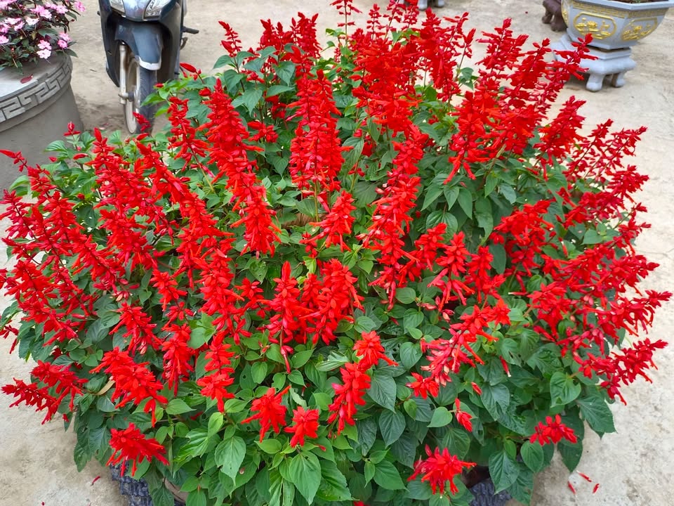 Đất liền kề thôn 9, xã Vụ Bổn, 1050m² giá 5 tỷ - Cơ hội đầu tư hấp dẫn!