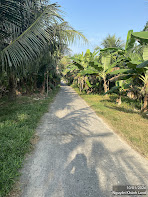 Vườn dừa Phường Trường An 3578m² giá 4.3 tỷ - Cơ hội đầu tư sinh lời!