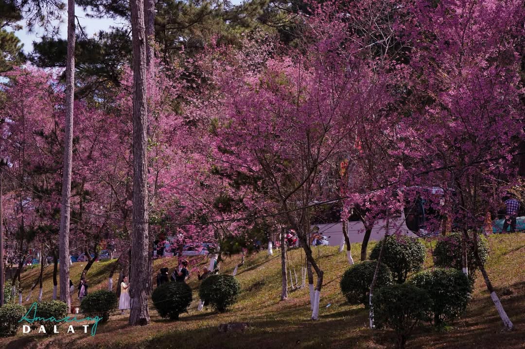 Cho thuê Khách sạn P.2 Đà Lạt 13PN - Kinh doanh lý tưởng