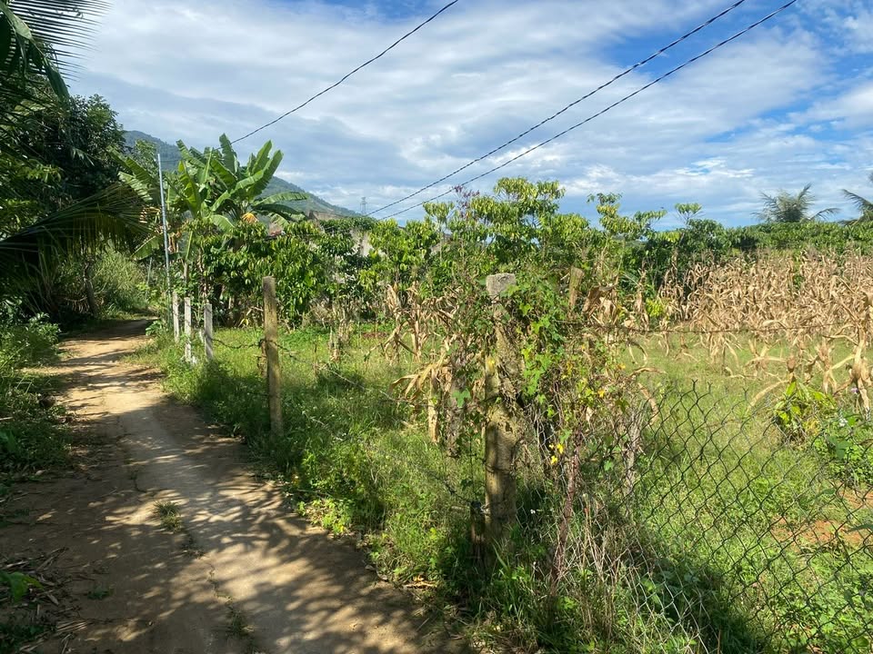 Bán Đất Vườn 1000m² Lộc Thành, Lâm Đồng - Sổ Đỏ, Oto Tới Tận Nơi