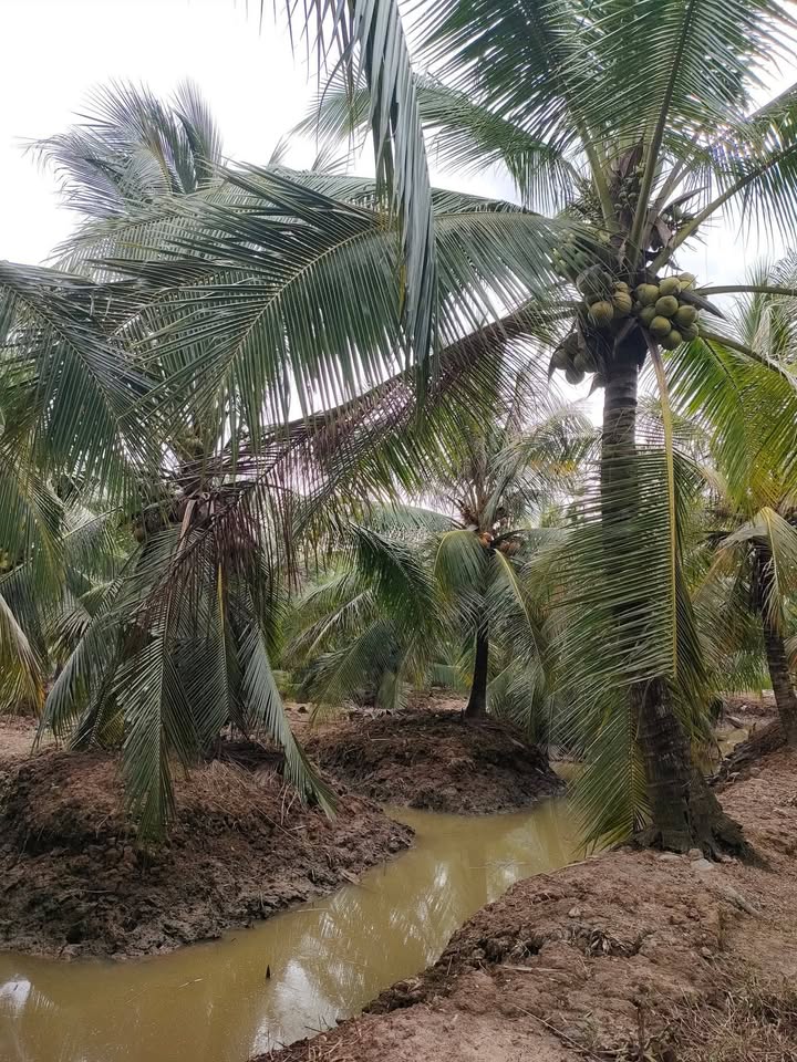 Đất vườn dừa Phú Long 16.000m² giá 400 triệu - Đầu tư sinh lời hấp dẫn!