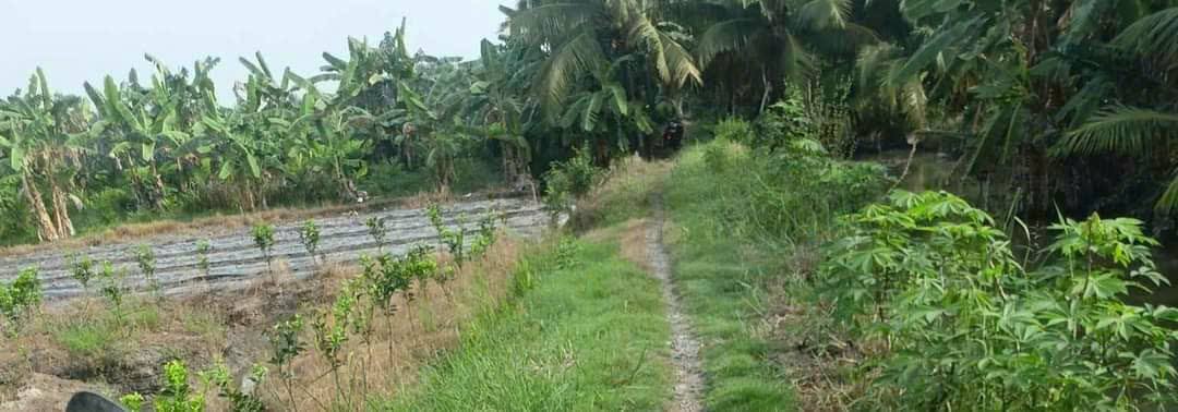 Đất nông nghiệp 130.000m² tại Tân Bình, Càng Long - Giá chỉ 2.6 tỷ, Cơ hội đầu tư tốt!