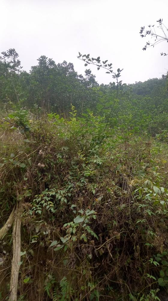 Lô đất 2.7ha tại xã Đú Sáng, Kim Bôi - Đầu tư sinh lời tuyệt vời!