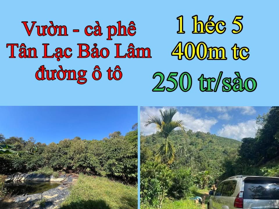Farm Bảo Lâm Lâm Đồng 15.000m² giá 3.75 tỷ - Đầu tư sinh lời từ cà phê!