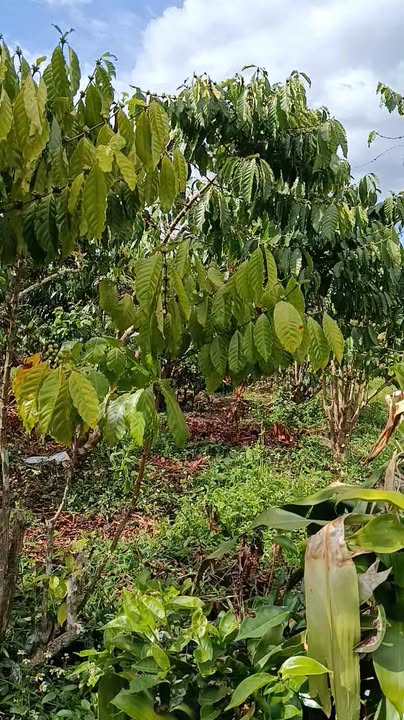 Đất nền Lộc Phú Bảo Lâm 1944m² giá 2.4 tỷ - Sổ đỏ chính chủ, đường ô tô thuận tiện!