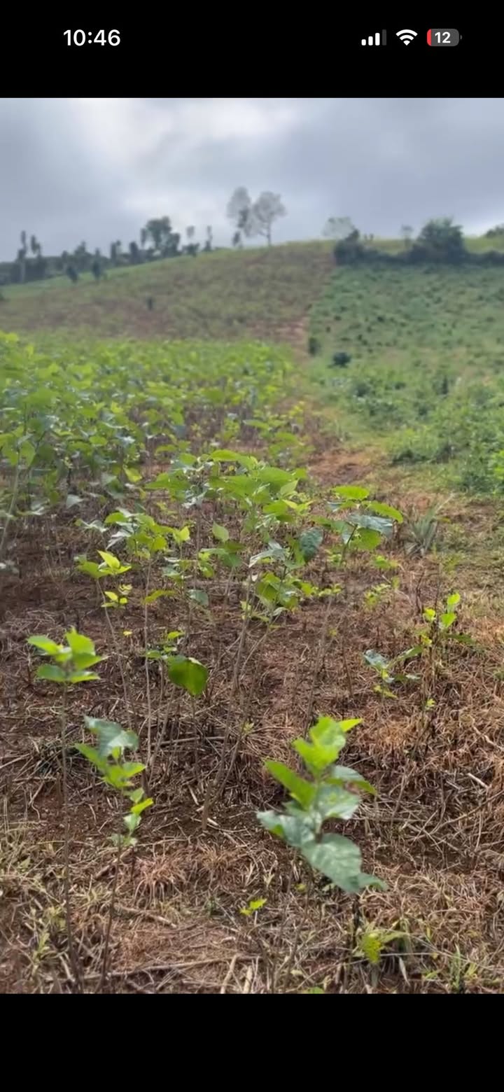 Đất thổ cư Lộc Tân, Bảo Lâm 1800m² giá 2.5 tỷ - Cơ hội đầu tư hấp dẫn!