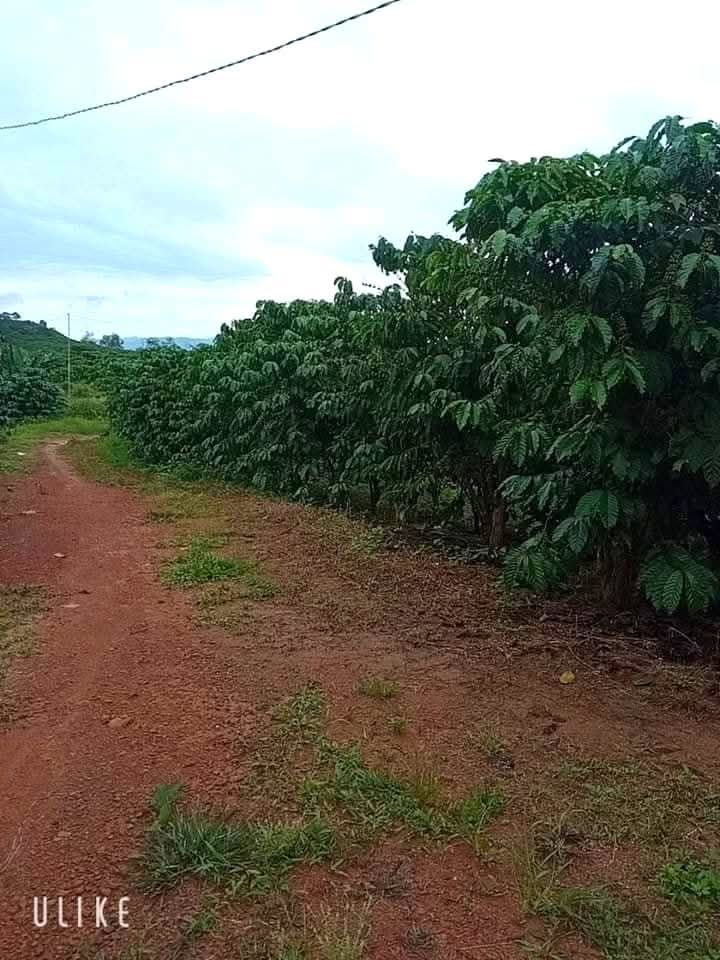 Đất nền Lộc Thắng Bảo Lâm 2376m² giá 2 tỷ - Sổ đỏ chính chủ, thương lượng!