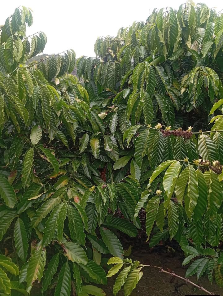 Farm cà phê 9000m² Phường Lộc Sơn 1.55 tỷ - Đất đỏ màu mỡ, đầu tư sinh lời!