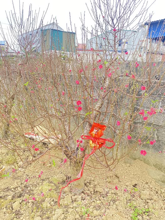 Đất Nền Lương Sơn 300m² Sổ Đỏ Vuông Vắn - View Đẹp