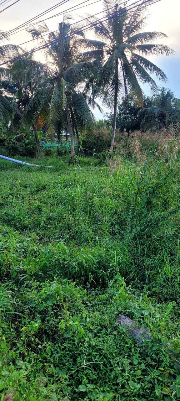 Đất 2 mặt tiền tại Nguyệt Hóa, Châu Thành, Trà Vinh - Giá đầu tư chỉ 750 triệu!