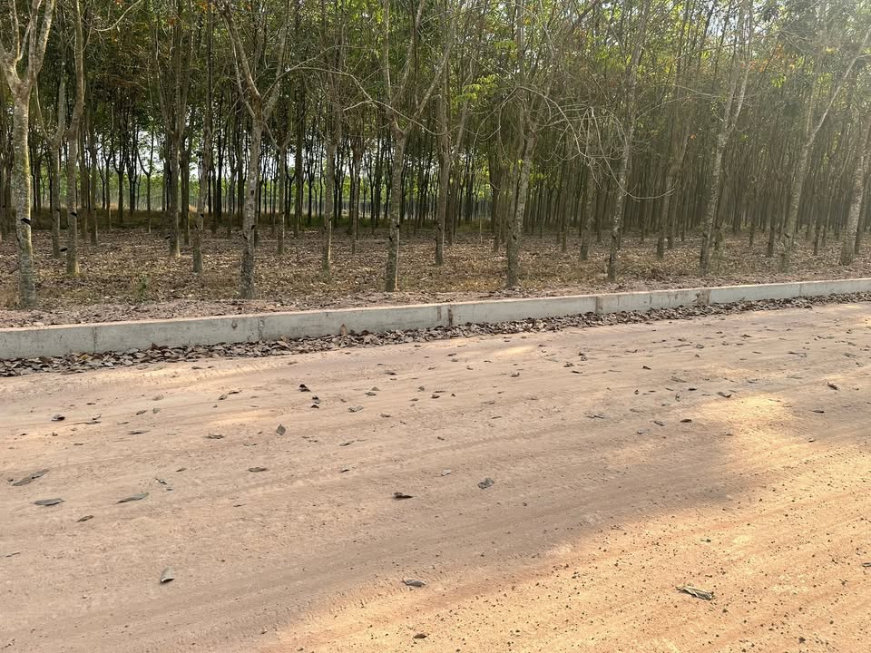 Đất nền Quận 6, Hồ Chí Minh 3395m² - Đầu tư sinh lời ngay!