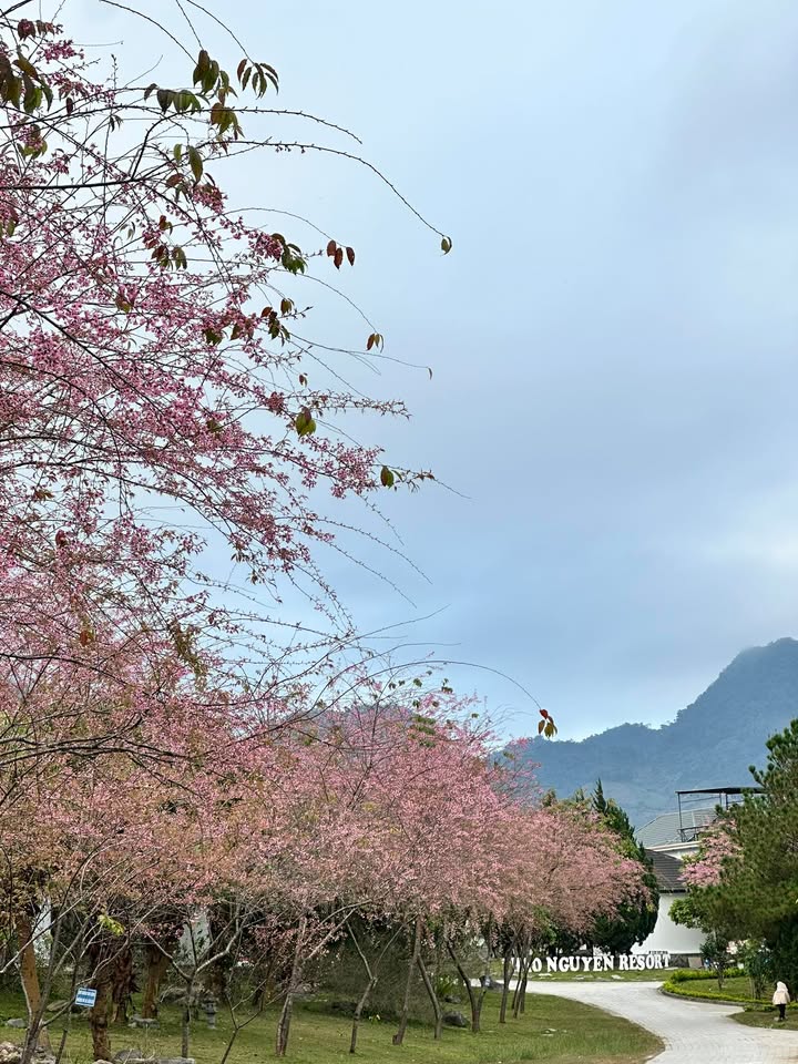 Đất thổ cư 1500m² tại TK 1/5, Chiềng Sơn - Giá chỉ 1 tỷ, đầu tư sinh lời tuyệt vời!