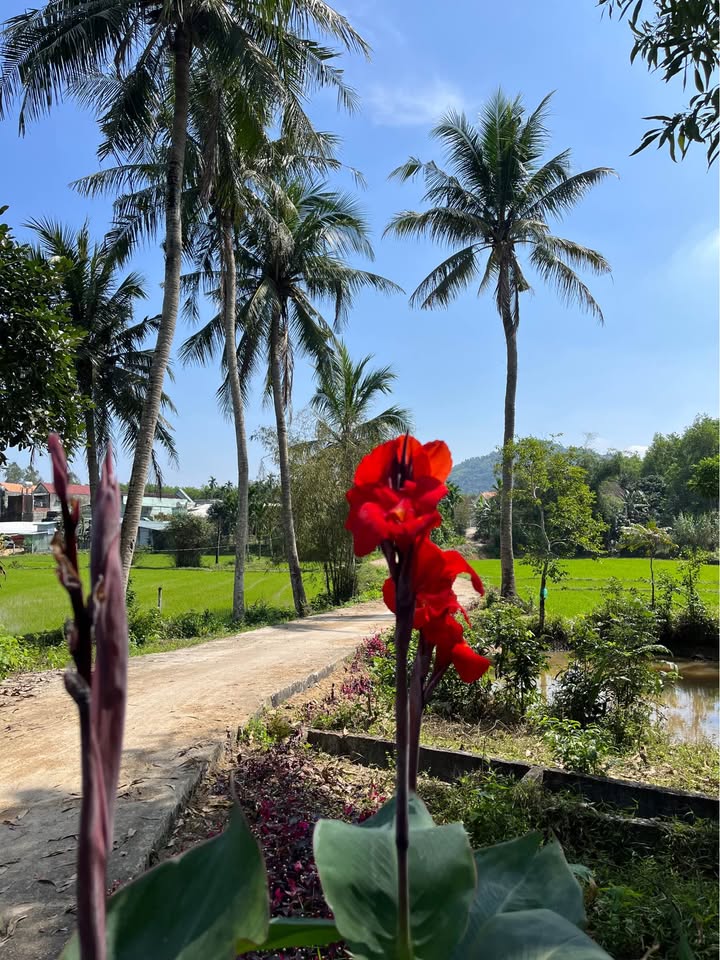 Tòa Nhà Văn Phòng & Căn Hộ 438m² Mặt Tiền Đống Đa, Hải Châu - 82 Tỷ