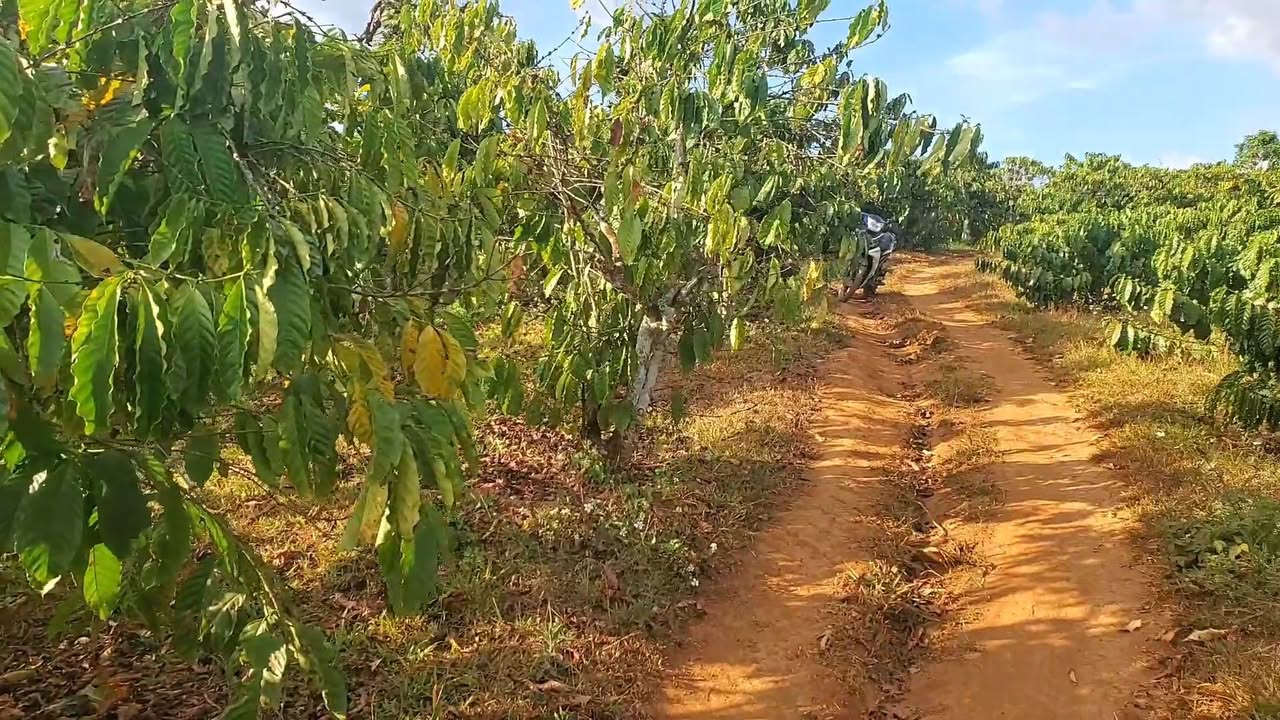 Đất vườn 7 sào xã Di Linh giá 1.62 tỷ - Đất đỏ bazan màu mỡ!