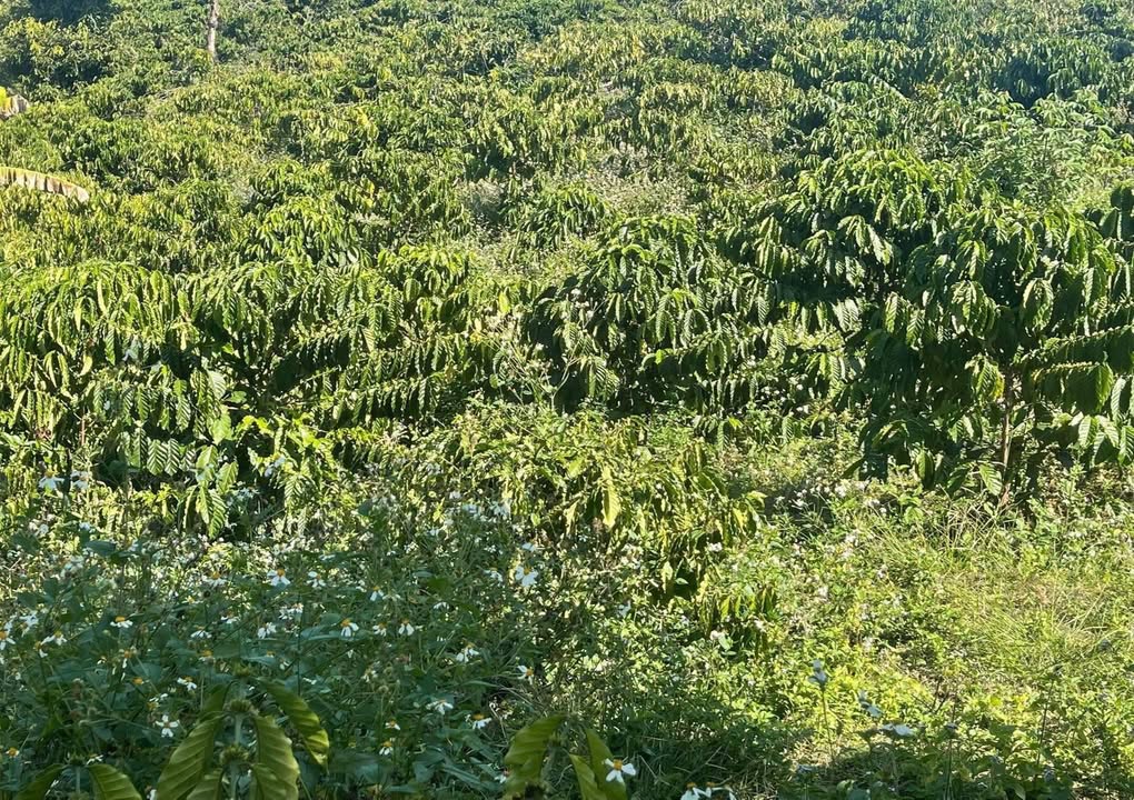 Bán gấp vườn cà phê 3ha tại Đam Rông - Sổ hồng chính chủ, giá 3.7 tỷ