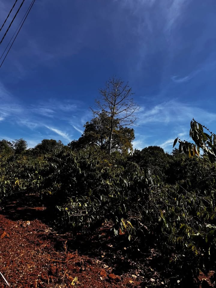 Bán Gấp Đất Vườn 500m² Hẻm Thành Nhất, BMT - Giá Tốt