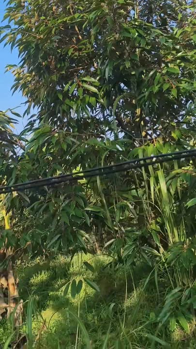 Farm cho thuê tại Xã An Thái Trung, Huyện Cái Bè, Tiền Giang - Đất cao ráo đẹp