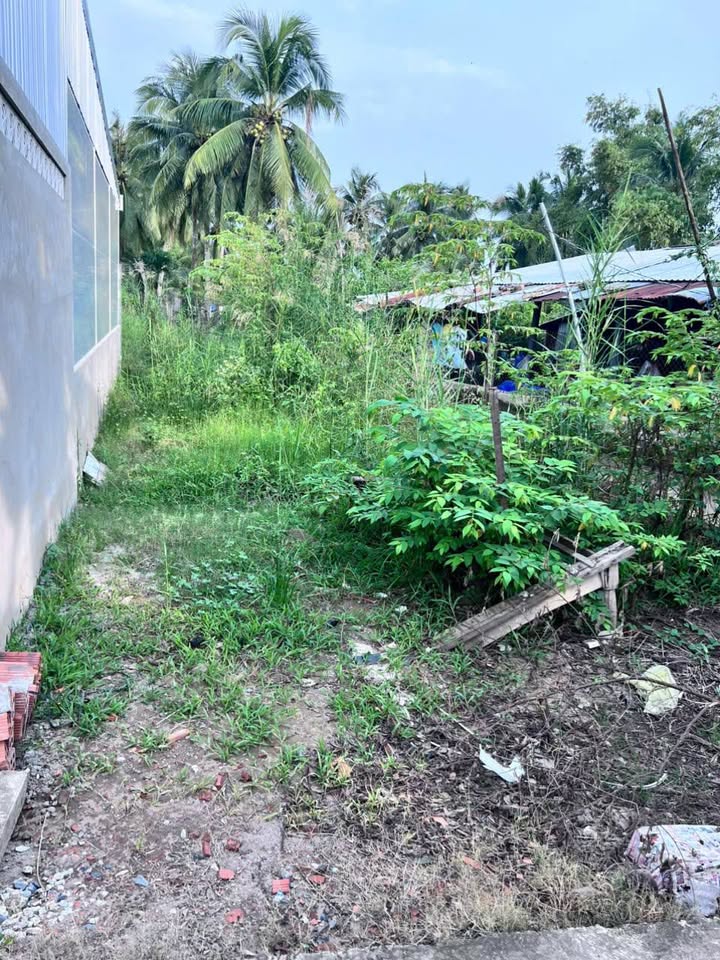 Đất thổ cư xã Mỹ Lương, Cái Bè 79m² giá 300 triệu - Sổ hồng chính chủ!