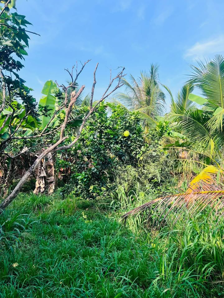 Đất nền Phú Hưng, Bến Tre 50m² giá 490 triệu - Đường thông ô tô tiện lợi!