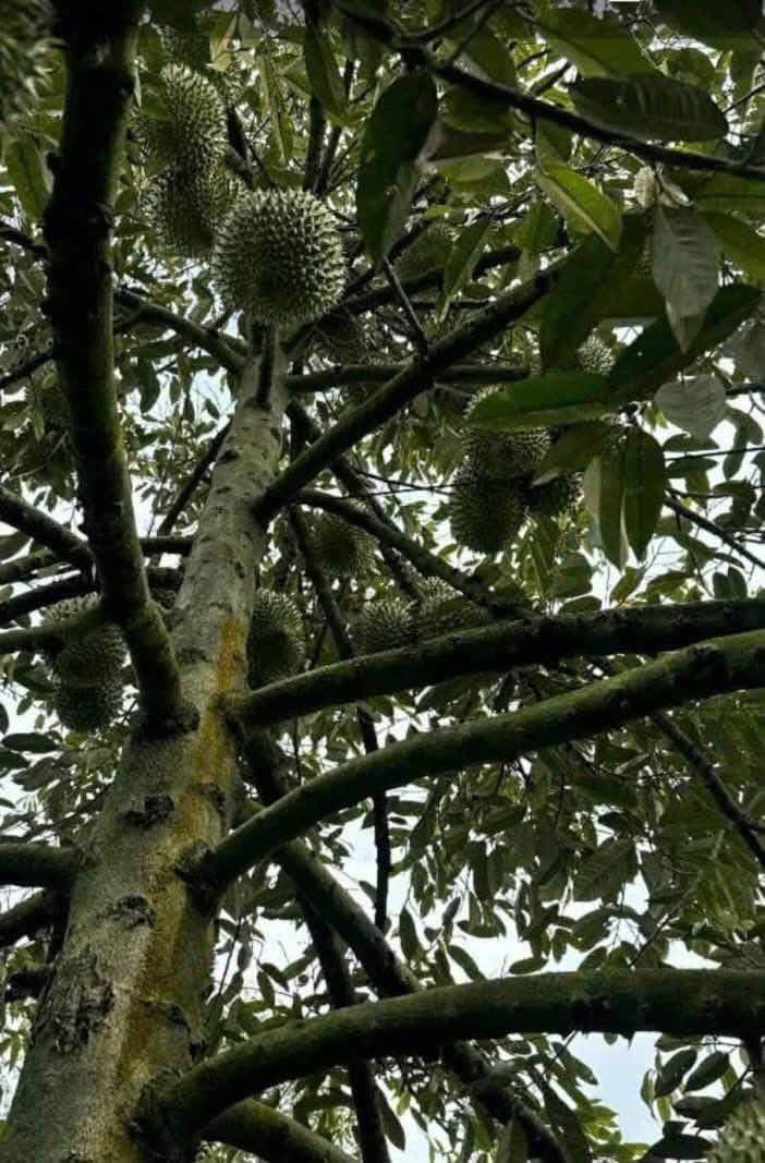 Đất vườn sầu riêng 2 mặt tiền tại Hậu Mỹ Bắc B, 4600m² giá 2.5 tỷ - Đang cho trái ngay!