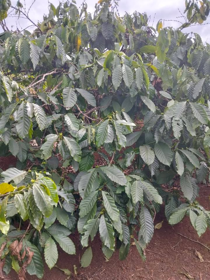 Farm đất Kutong xã Gào 1,36ha giá 3 tỷ - Đầy đủ điện nước, sẵn sàng cho đầu tư!