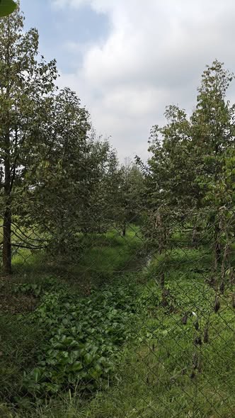 Đất vườn sầu riêng 26,000m² mặt tiền đường đá xanh - Giá chỉ 1.8 tỷ