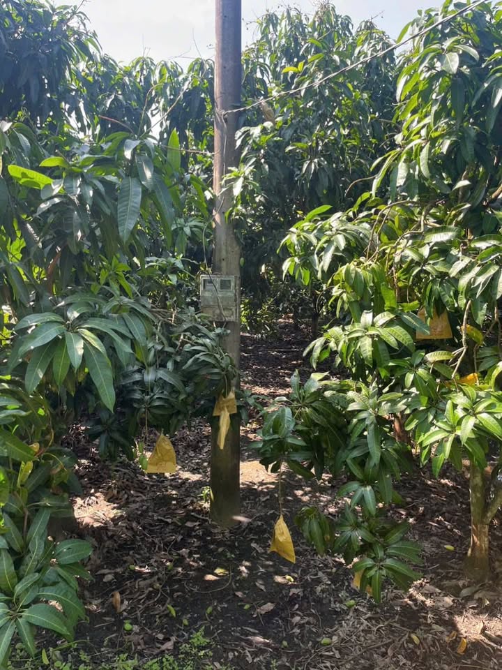 Đất vườn tại xã Mỹ Hiệp, Đồng Tháp 5000m² giá 1.5 tỷ - Đầu tư sinh lời ngay!