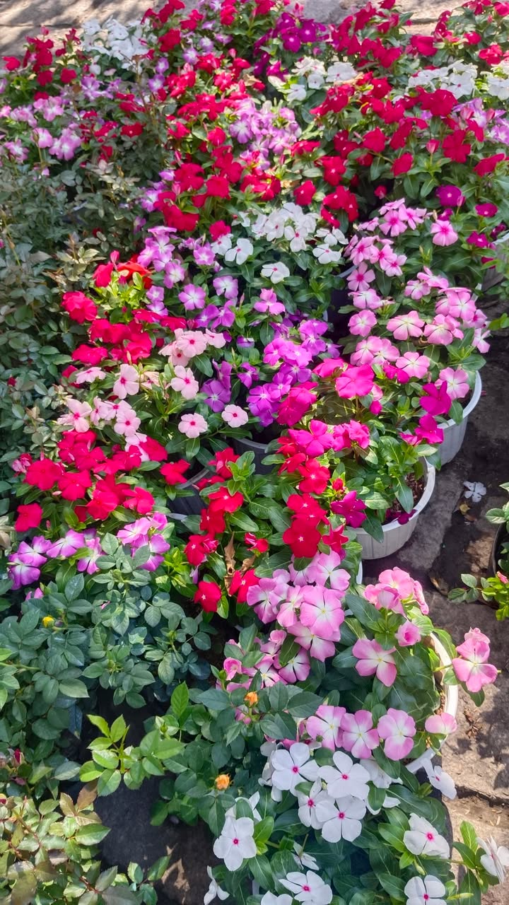 Đất nền đường đất Ninh Sơn, Tây Ninh 320m² giá 12.16 tỷ - Cơ hội đầu tư hấp dẫn!