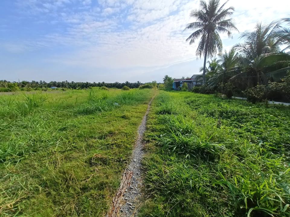 Đất nông nghiệp 2100m² tại Ấp Bình An, Gò Công Tây, giá 740 triệu - Cơ hội đầu tư hấp dẫn!