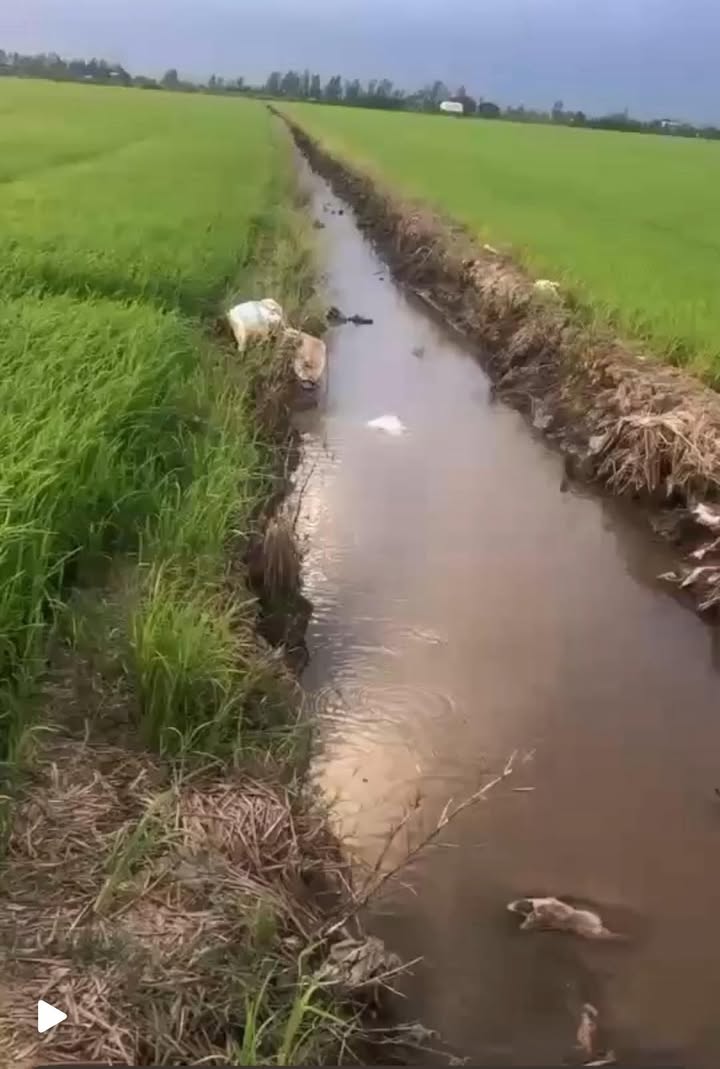 Đất nông nghiệp 17.000m² tại Ấp Tuyết Hồng, Đồng Tháp giá 1.445 tỷ - Cơ hội đầu tư tuyệt vời!