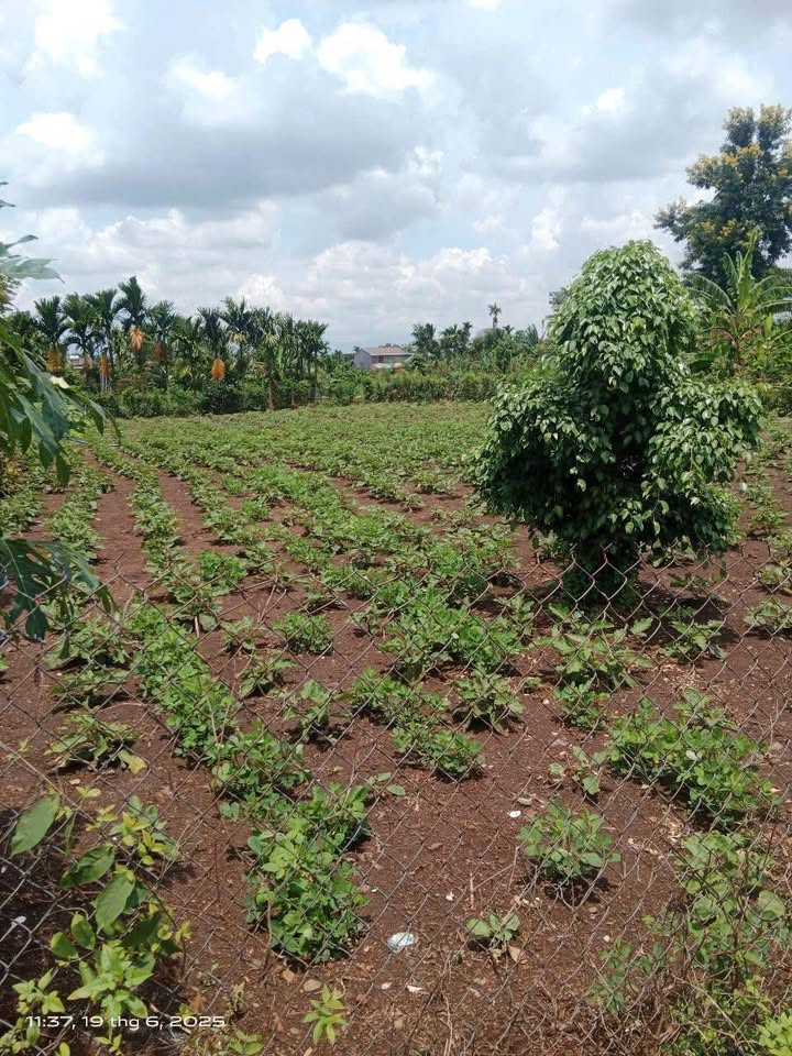 Đất nền 600m² tại xã Ea Phê, huyện Krông Pắc - Giá 150 triệu - Đầu tư sinh lời hấp dẫn!