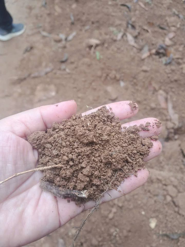 Đất Farm 3,4ha tại Thạch Thành, Thanh Hóa - Giá cả thỏa thuận hấp dẫn!