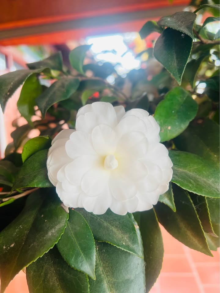 Mặt Phố Vũ Hữu - Nhà 94m² Kinh Doanh - Giá 6 Tỷ