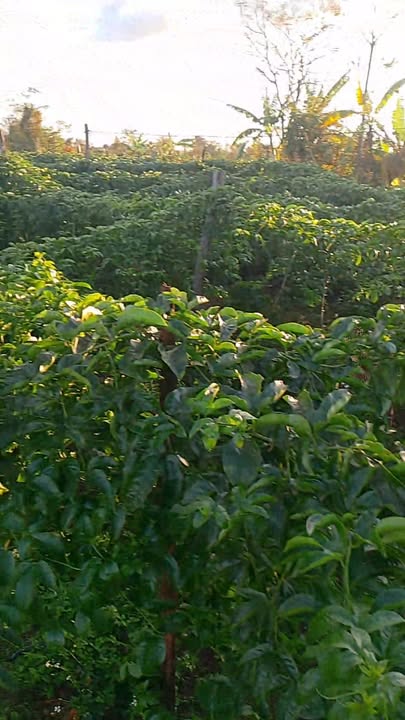 Farm 5 sào tại xã Bờ Ngoong, huyện Chư Sê, Gia Lai - Giá 900 triệu - Cơ hội đầu tư sinh lời!