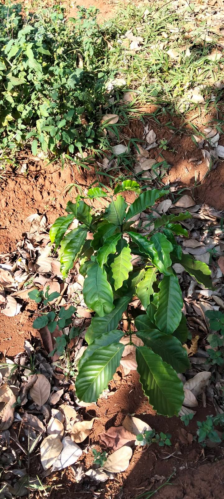 Farm cho thuê tại Ia Dêr, Gia Lai 1,9ha - Đầu tư sinh lời lâu dài!