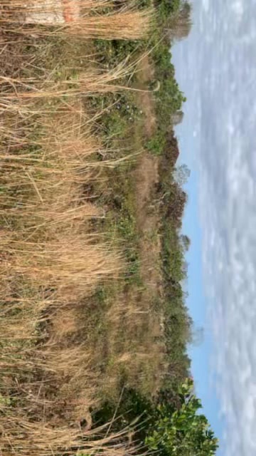 Đất nông nghiệp 1.2ha tại xã Nam Yang, Gia Lai - Giá chỉ 599 triệu VND