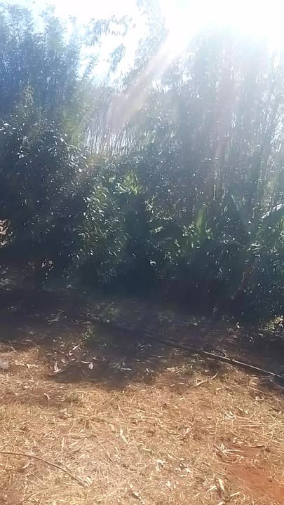 Mảnh vườn 1,2ha tại xã Ia Ga, huyện Chư Prông - Đầu tư sinh lời lý tưởng!