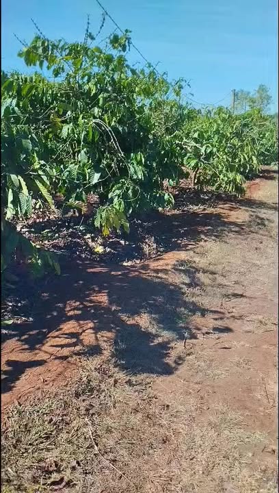 Farm 1 hecta tại Xã Hà Bầu, Gia Lai giá 1 tỷ - Đầu tư sinh lời hấp dẫn!