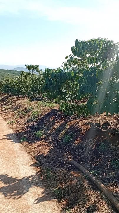 Đất nền Tân Văn 7000m² giá 4.2 tỷ - Sổ đỏ chính chủ, mặt tiền đường bê tông