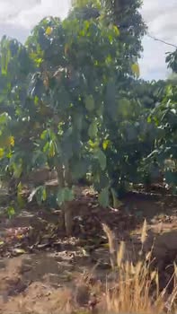 Farm 16.000m² tại Xã Tân Văn, Huyện Lâm Hà giá 6.5 tỷ - Đất đẹp, tiện lợi cho sản xuất!