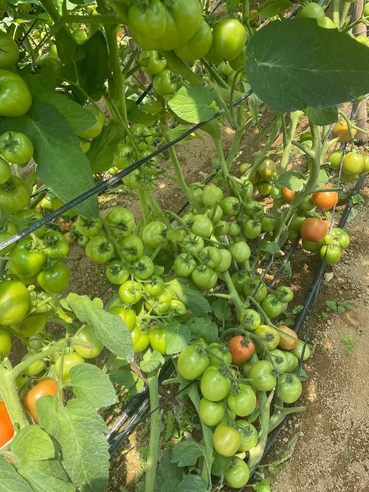 Đất nền 2000m² tại Mộc Châu - Tiềm năng du lịch lớn, giá chỉ 40 tỷ!