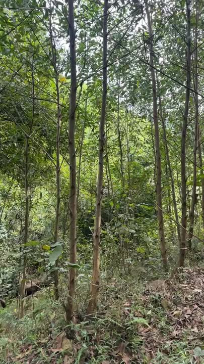 Farm 29ha tại Con Cuông Nghệ An giá 29 tỷ - Đầu tư lý tưởng!