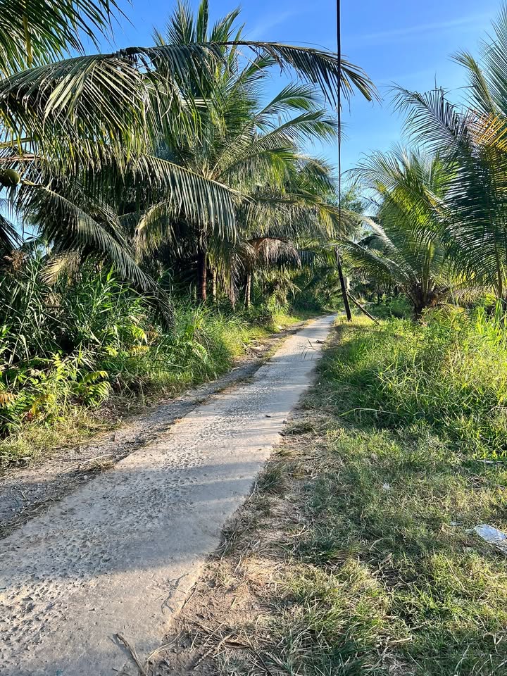 Đất nền xã Mỹ Hòa, Ba Tri, Bến Tre 13.640m² giá 5.29 tỷ - Sổ đỏ chính chủ!