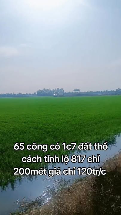 Đất nông nghiệp 65 công tại xã Bình Hòa, Mộc Hóa, Long An - Giá thỏa thuận hấp dẫn!