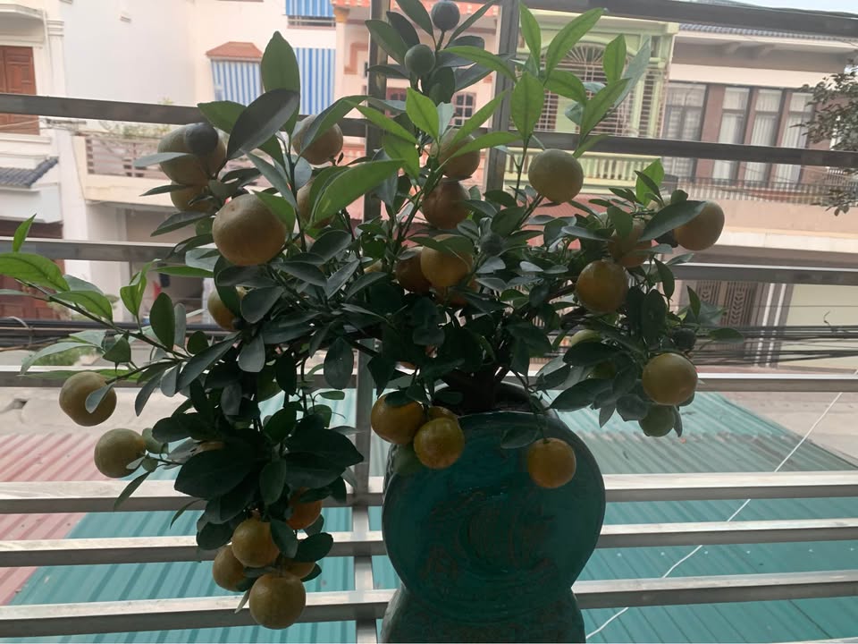 Đất nền 100m² tại cầu mới Bỉm Sơn - Hướng Đông Nam, giá thỏa thuận!