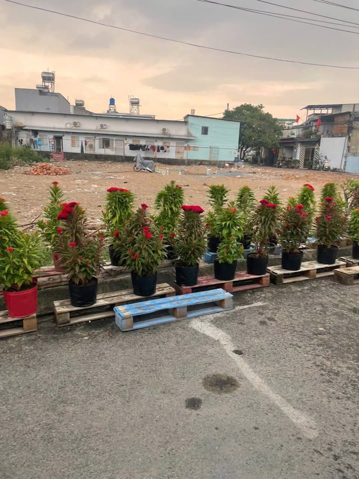 Đất mặt tiền đường Đông Thạnh, Hóc Môn 85m² giá từ 4.5 tỷ - Sổ hồng riêng từng lô!