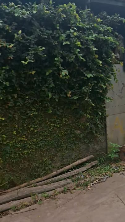 Đất nền Dương Đức, Lạng Giang 277m² giá chỉ 1 tỷ - Cơ hội đầu tư tuyệt vời!