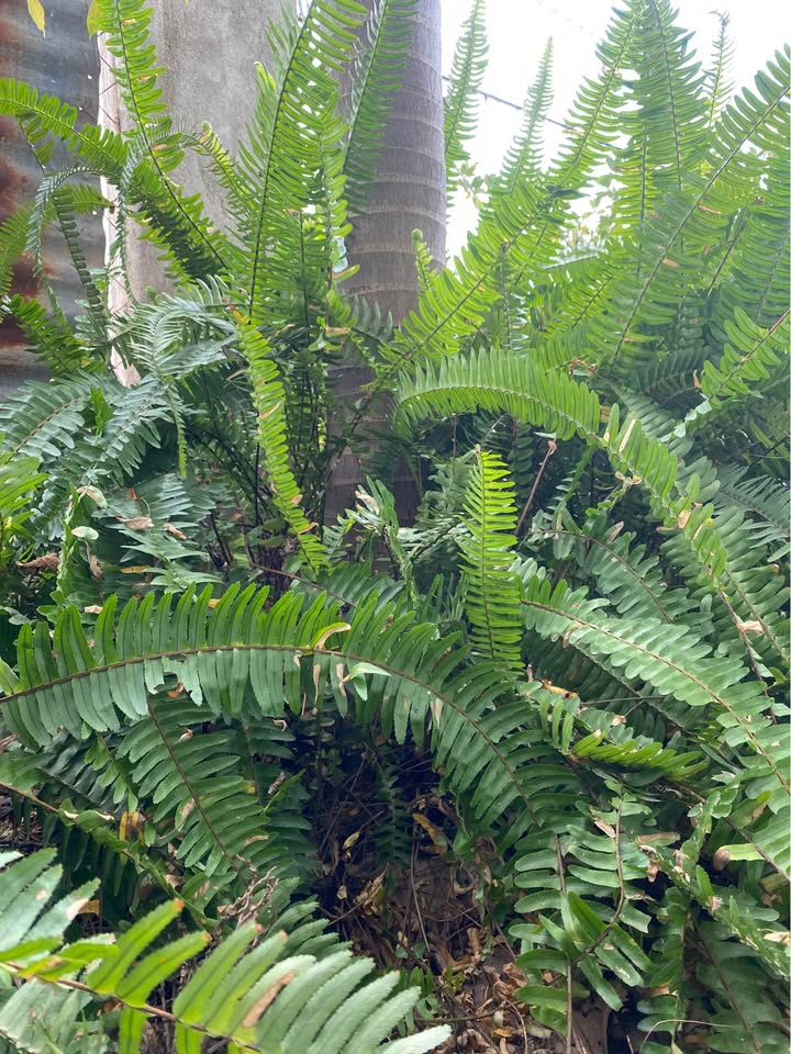 Đất nông nghiệp 8627m² tại xã Tu Tra, Đơn Dương - Giá chỉ 6.25 tỷ!