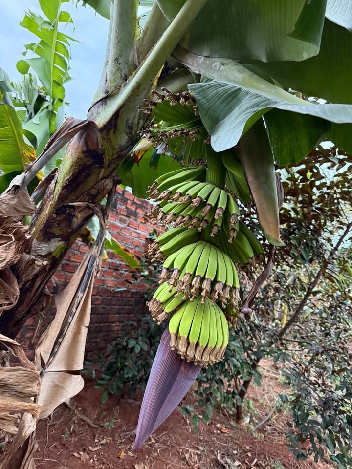 Đất nền Phường Khánh Xuân 540m² giá 850 triệu - Đầu tư sinh lời lý tưởng!