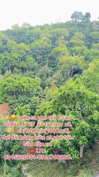 Farm cà phê 7 sào tại xã Tân Lâm, Di Linh giá 2.1 tỷ - Đầu tư sinh lời cao!